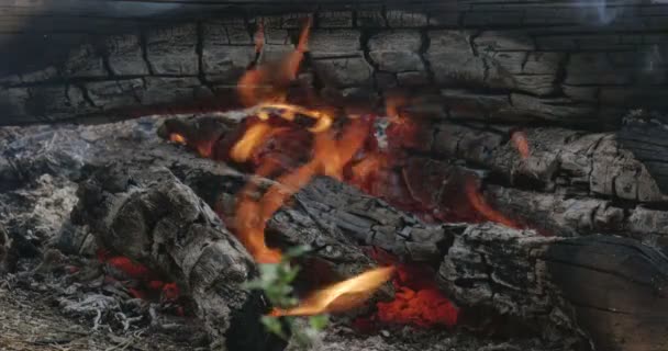 Das Feuer im Wald — Stockvideo