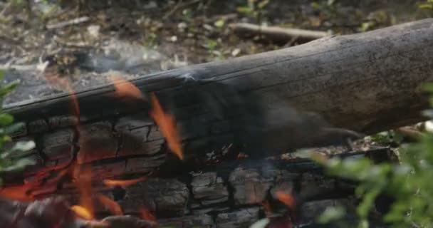 Het vuur in het bos — Stockvideo