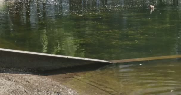 Perro labrador amarillo corriendo sobre el lago por un pato — Vídeo de stock