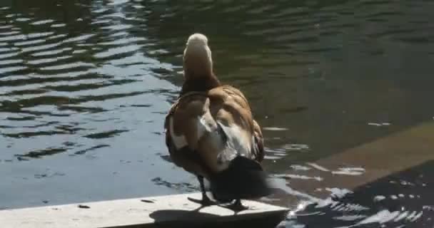 Un lago di anatre brune — Video Stock