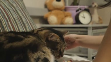 Şirin bebek yatakta bir kedi okşayarak