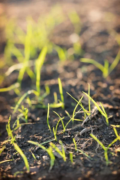 Nova grama crescendo a partir de sementes de grama — Fotografia de Stock