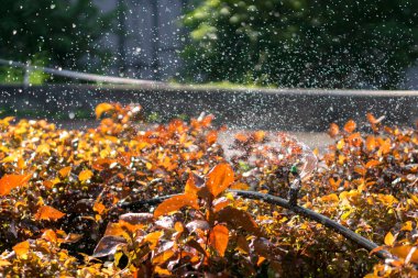 Tay üniversitede makarası