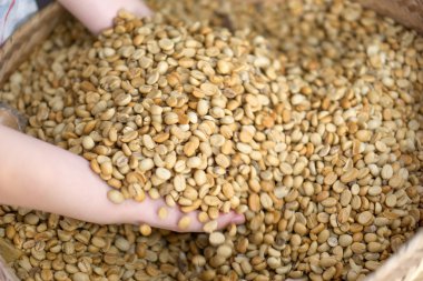 Kuru kahve çekirdeği