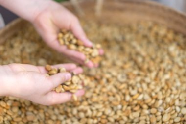 Kuru kahve çekirdeği