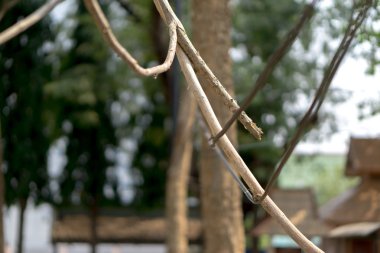 Güç hattı üzerinde ağaç dalı düşüyor