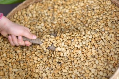 Kuru kahve çekirdeği