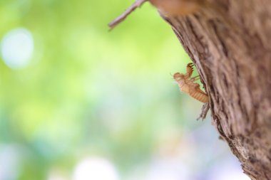 boş ağustosböceği kabuk