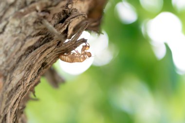 boş ağustosböceği kabuk