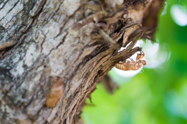 boş ağustosböceği kabuk