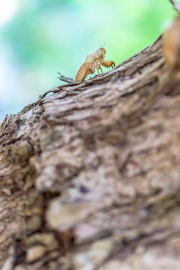 boş ağustosböceği kabuk