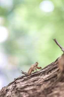 boş ağustosböceği kabuk