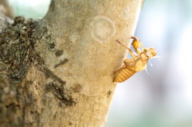 boş ağustosböceği kabuk