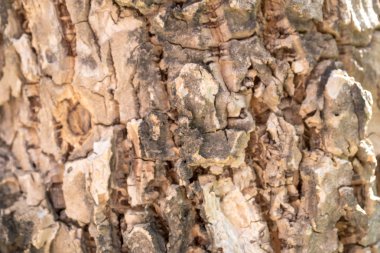 Ağaç kabuğu dokusu