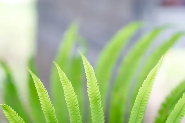 Grüne Farnblätter — Stockfoto