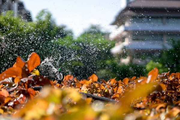 Penyiram di Universitas Thailand — Stok Foto