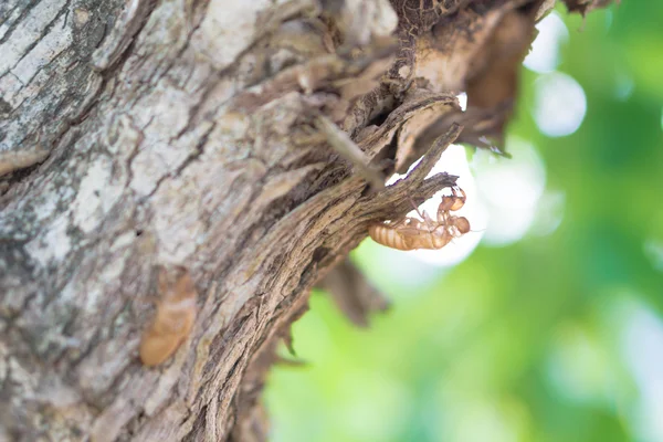 Guscio cicala vuoto — Foto Stock