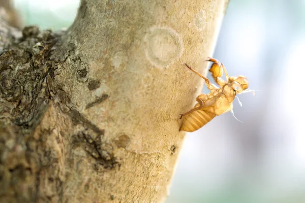 boş ağustosböceği kabuk