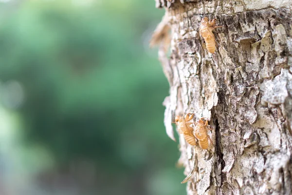 Guscio cicala vuoto — Foto Stock