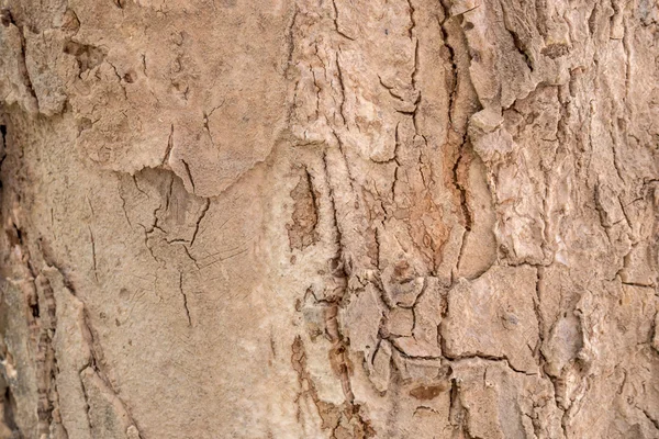 Struttura della corteccia dell'albero — Foto Stock