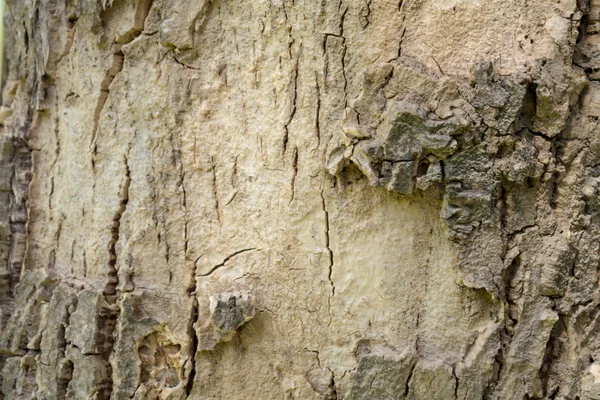 Struttura della corteccia dell'albero — Foto Stock