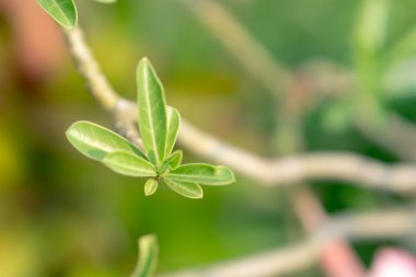 Çöl gülü bırakır