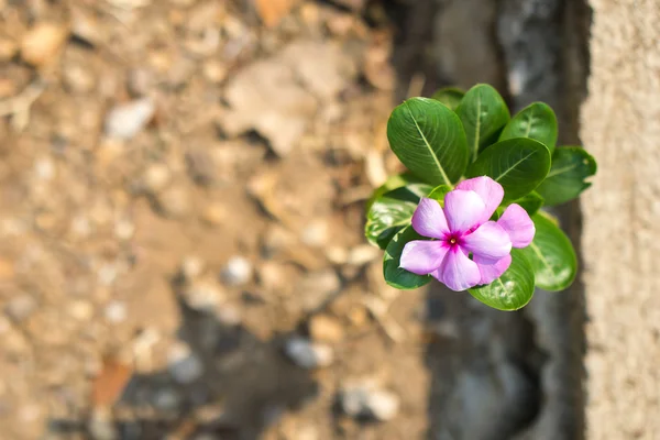 Thai Vinca flowers — Stock Photo, Image