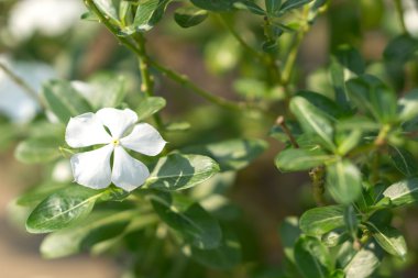 Tay Cezayir menekşesi çiçekler