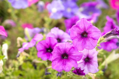 Mor mücevher çiçekler