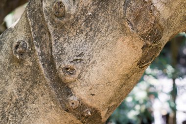 Ficus lacor ağaç kabuğu