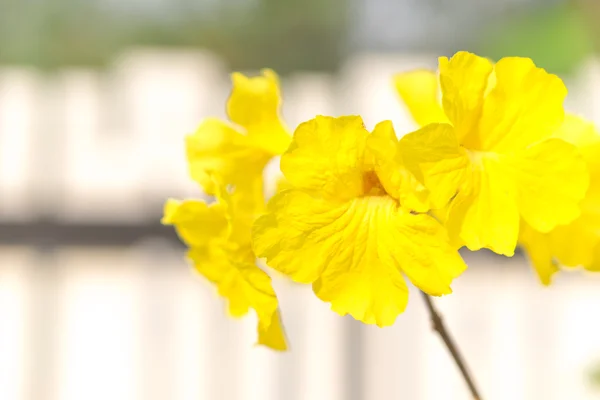 Fleur de trompette jaune en fleurs — Photo