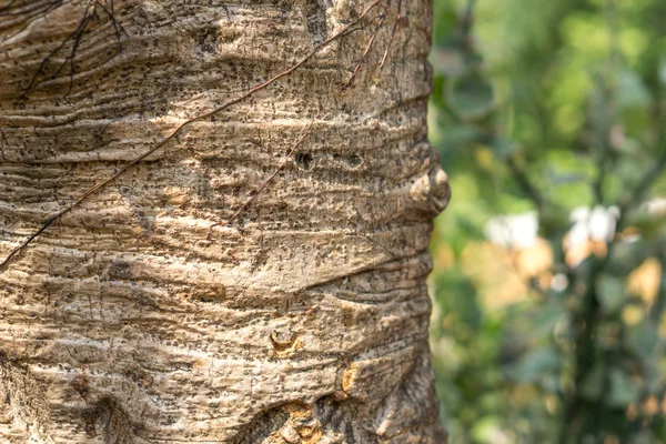 Corteccia di Ficus lacor — Foto Stock