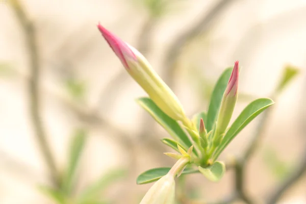 Wüstenrosenblüten — Stockfoto