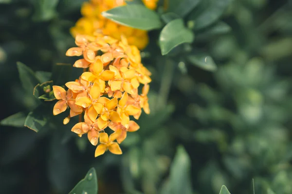 Fleurs jaunes Ixora — Photo