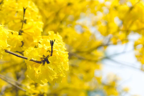 Yellow trumpet flower — Stock Photo, Image