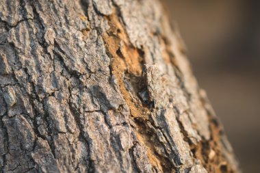 ağaç kabuğu arkaplanı