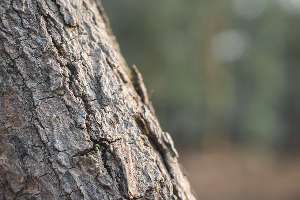 Écorce d'arbre fond — Photo