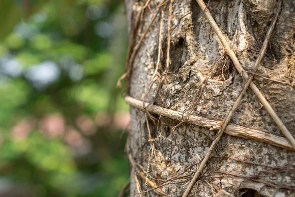 Corteccia di Ficus lacor — Foto Stock