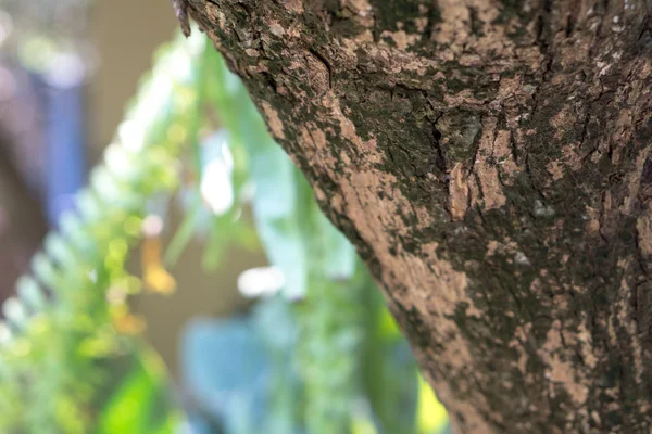 Ficus corteza de árbol lacor — Foto de Stock