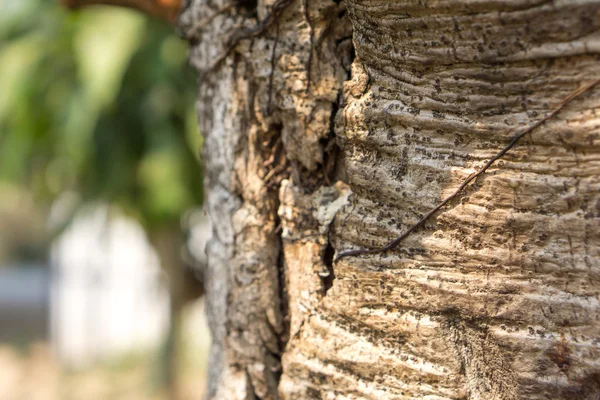 Ficus lacor φλοιό δέντρου — Φωτογραφία Αρχείου