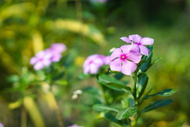 Tay Cezayir menekşesi çiçekler