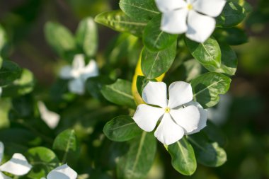 Tay Cezayir menekşesi çiçekler