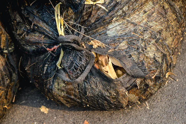 Feuilles d'arbre sac poubelle — Photo