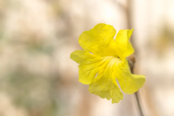 Blooming yellow trumpet flower — Stock Photo, Image