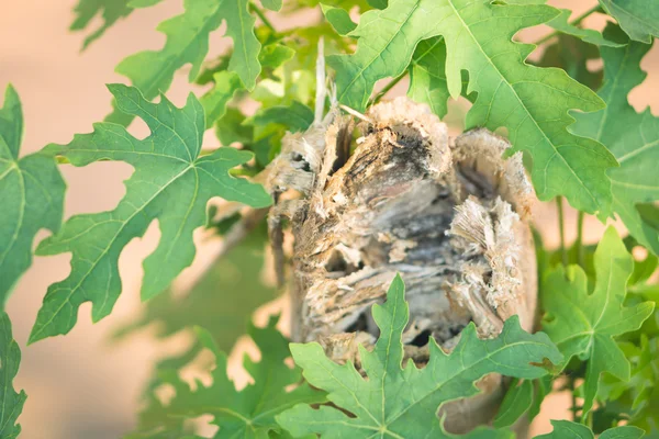 Nuove foglie di papaia — Foto Stock