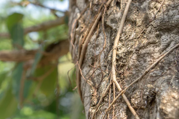 Ficus corteza de árbol lacor — Foto de Stock