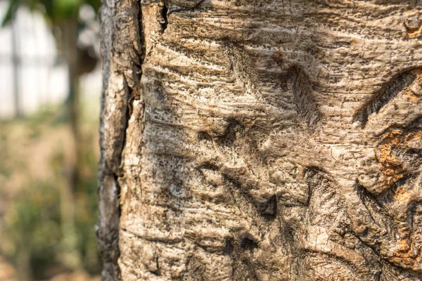 Corteccia di Ficus lacor — Foto Stock