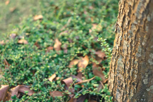 Árbol de té Fukien — Foto de Stock