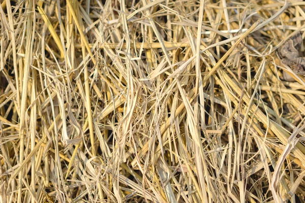 Kahverengi pirinç saman — Stok fotoğraf