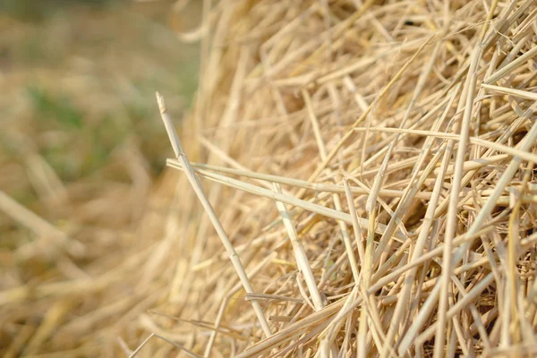 Brown rice straw — Stock Photo, Image